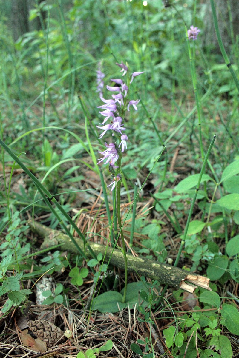 Plikaplaiskė, miškinė