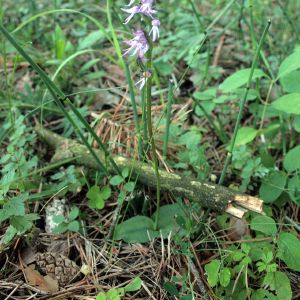 Plikaplaiskė, miškinė