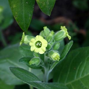 Tabakas, kaimiškasis