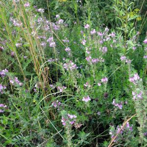 Dirvenis, šlaitinis