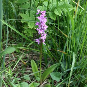 Gegužraibė, vyriškoji