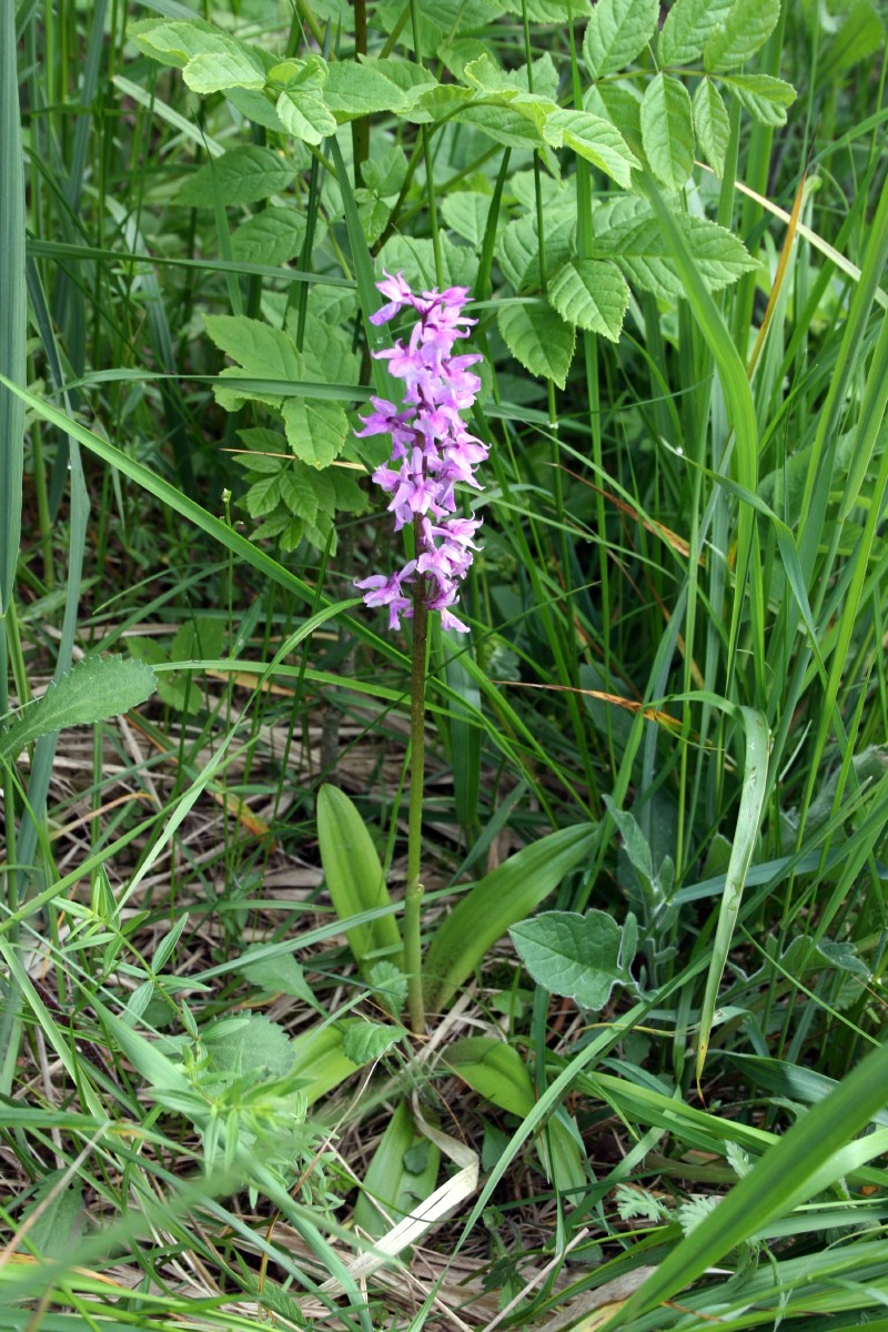 Gegužraibė, vyriškoji
