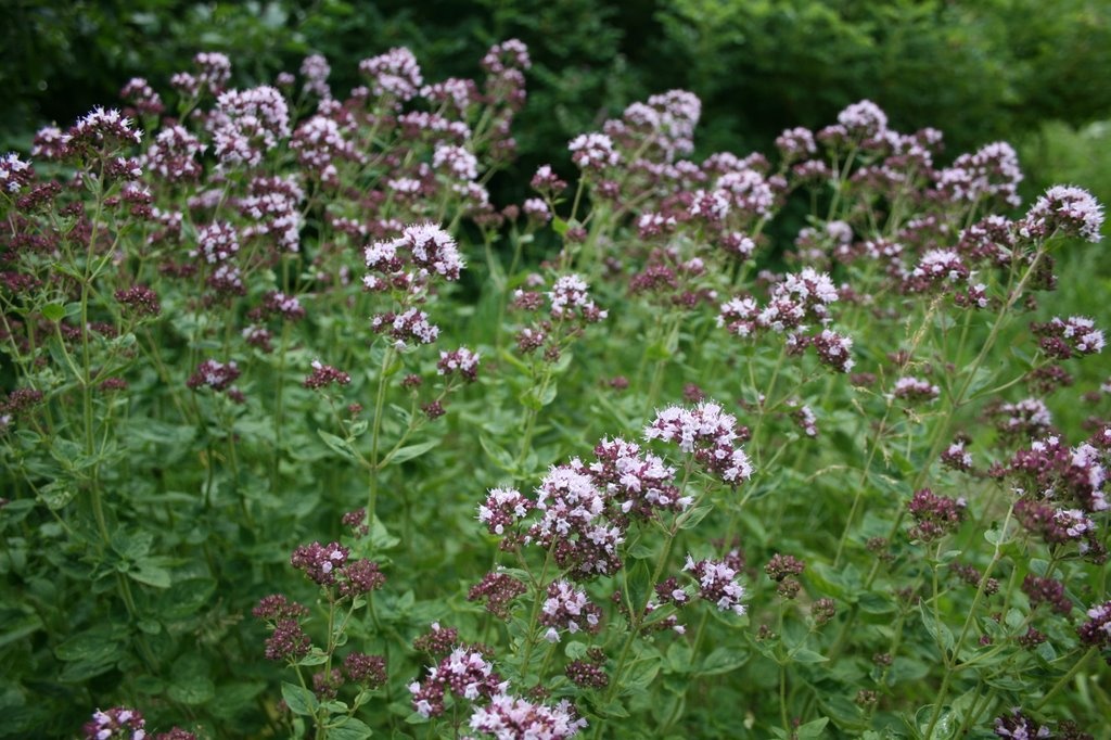 Raudonėlis, paprastasis