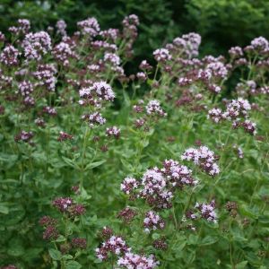 Raudonėlis, paprastasis