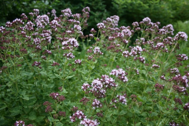 Raudonėlis, paprastasis