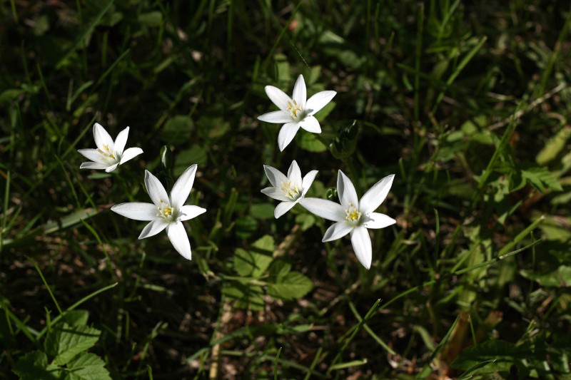 Paukštpienė, skėtinė