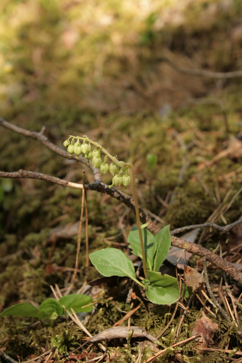 Užgina, vienašalė