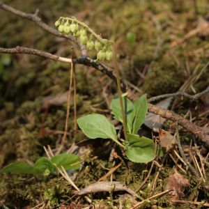 Užgina, vienašalė