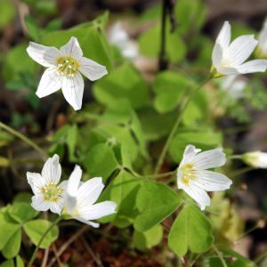 Kiškiakopūstis, paprastasis