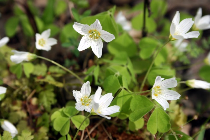 Kiškiakopūstis, paprastasis