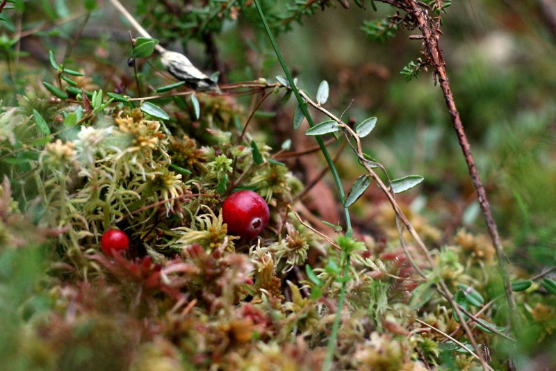 Spanguolė, paprastoji