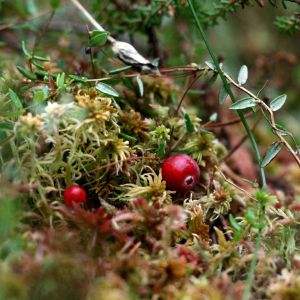 Spanguolė, paprastoji