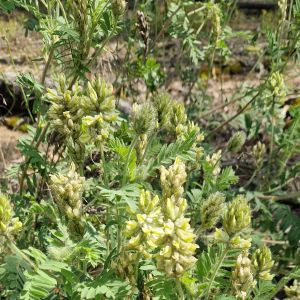 Drugišius, plaukuotasis