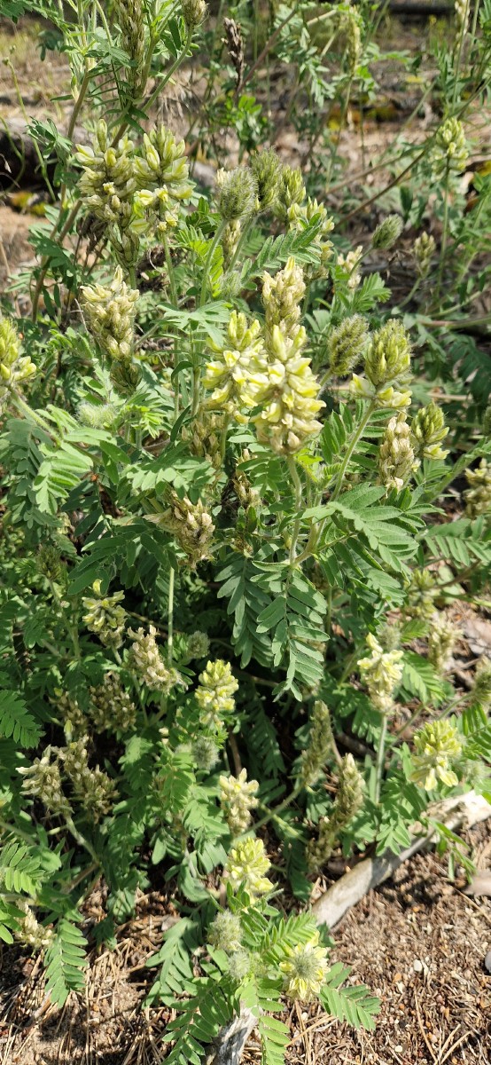 Drugišius, plaukuotasis