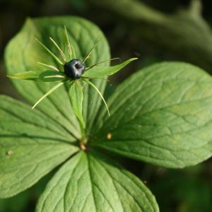 Vilkauogė, keturlapė