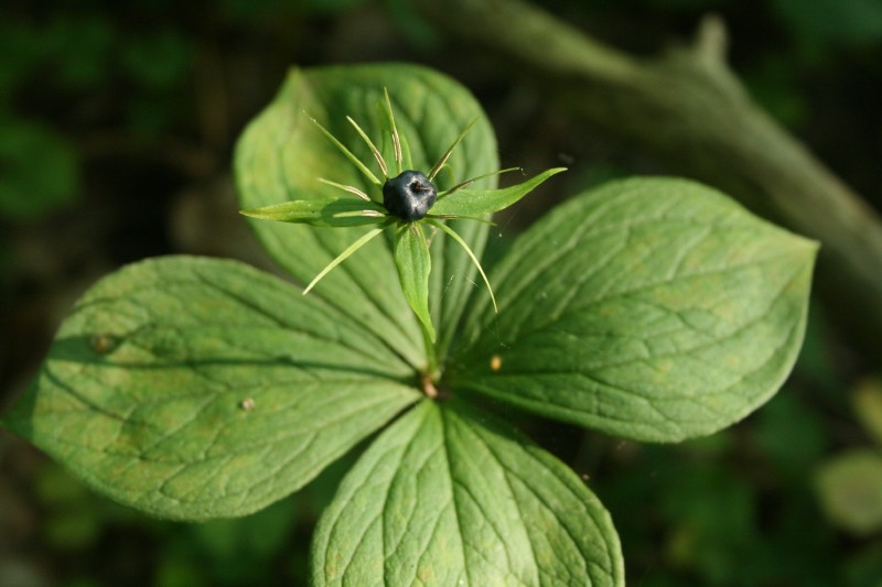 Vilkauogė, keturlapė