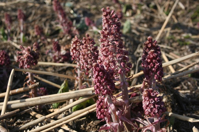 Šaukštis, plačialapis