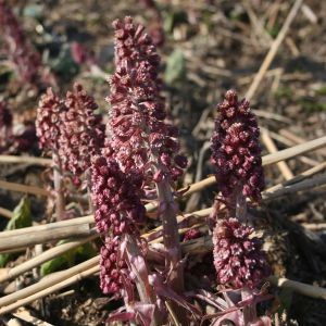 Šaukštis, plačialapis