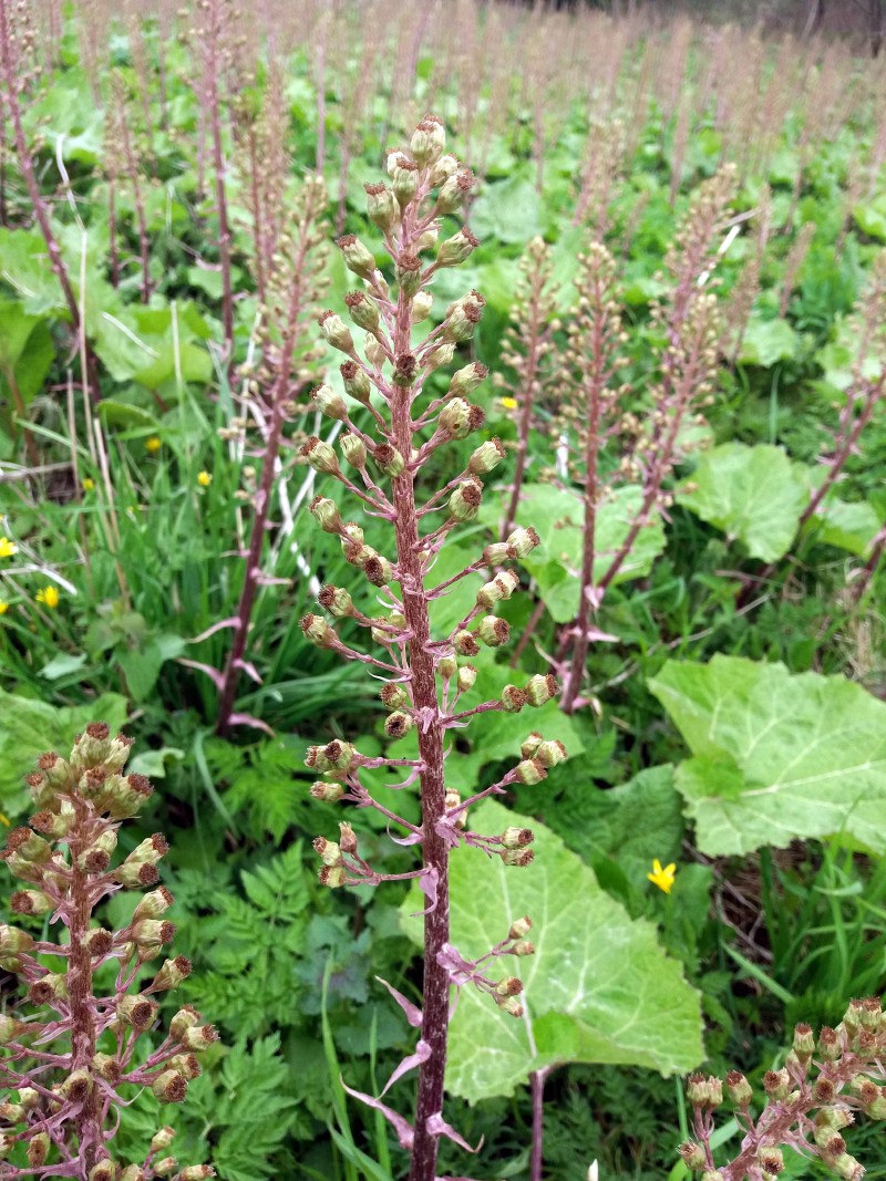 Šaukštis, pilkalapis