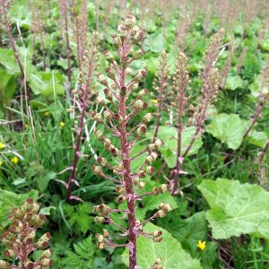 Šaukštis, pilkalapis