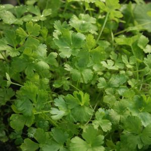 Petražolė, sėjamoji