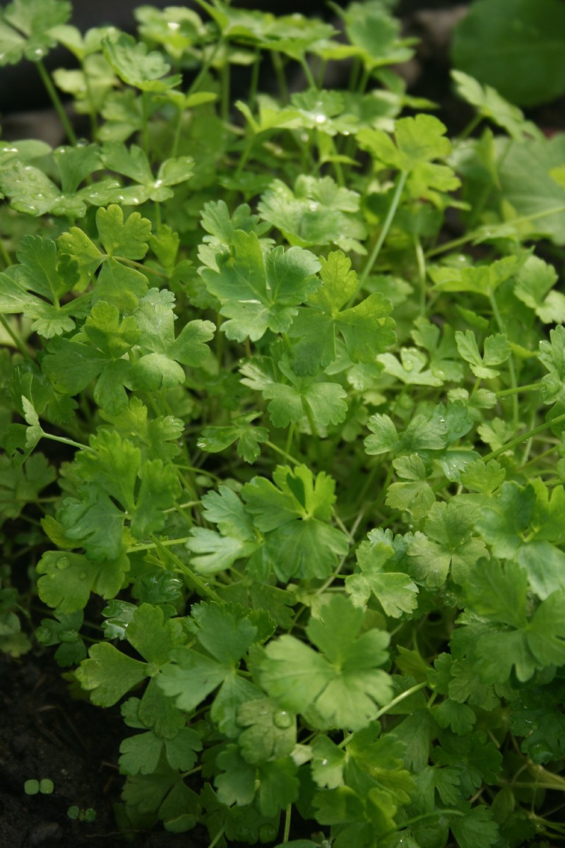 Petražolė, sėjamoji