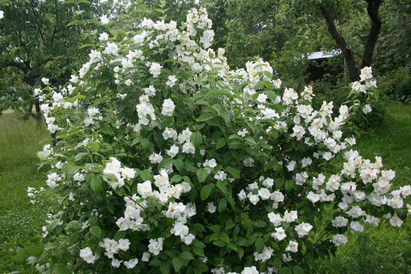 Jazminas, darželinis