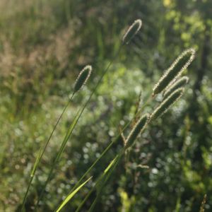 Motiejukas, pašarinis