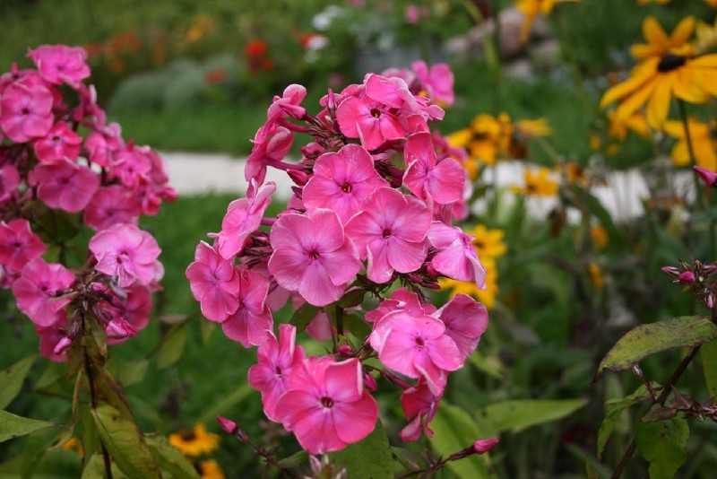 Flioksas, šluotelinis