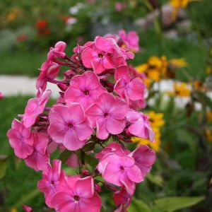 Flioksas, šluotelinis