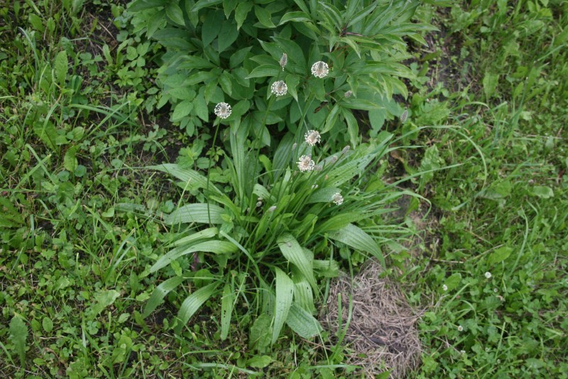 Gyslotis, siauralapis