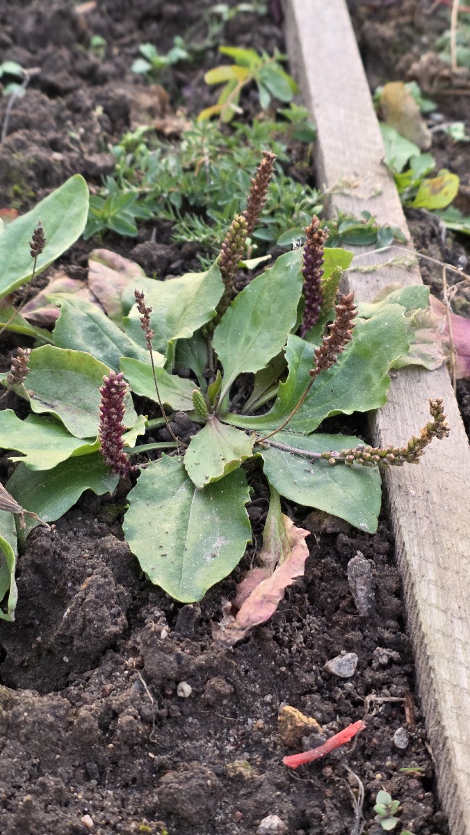 Gyslotis, (tarpinis?)