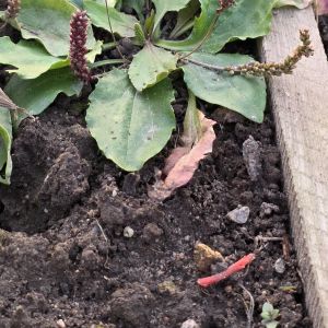 Gyslotis, (tarpinis?)