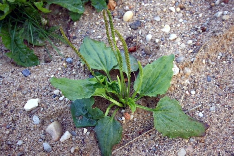 Gyslotis, plačialapis