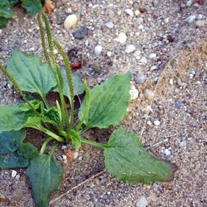 Gyslotis, plačialapis