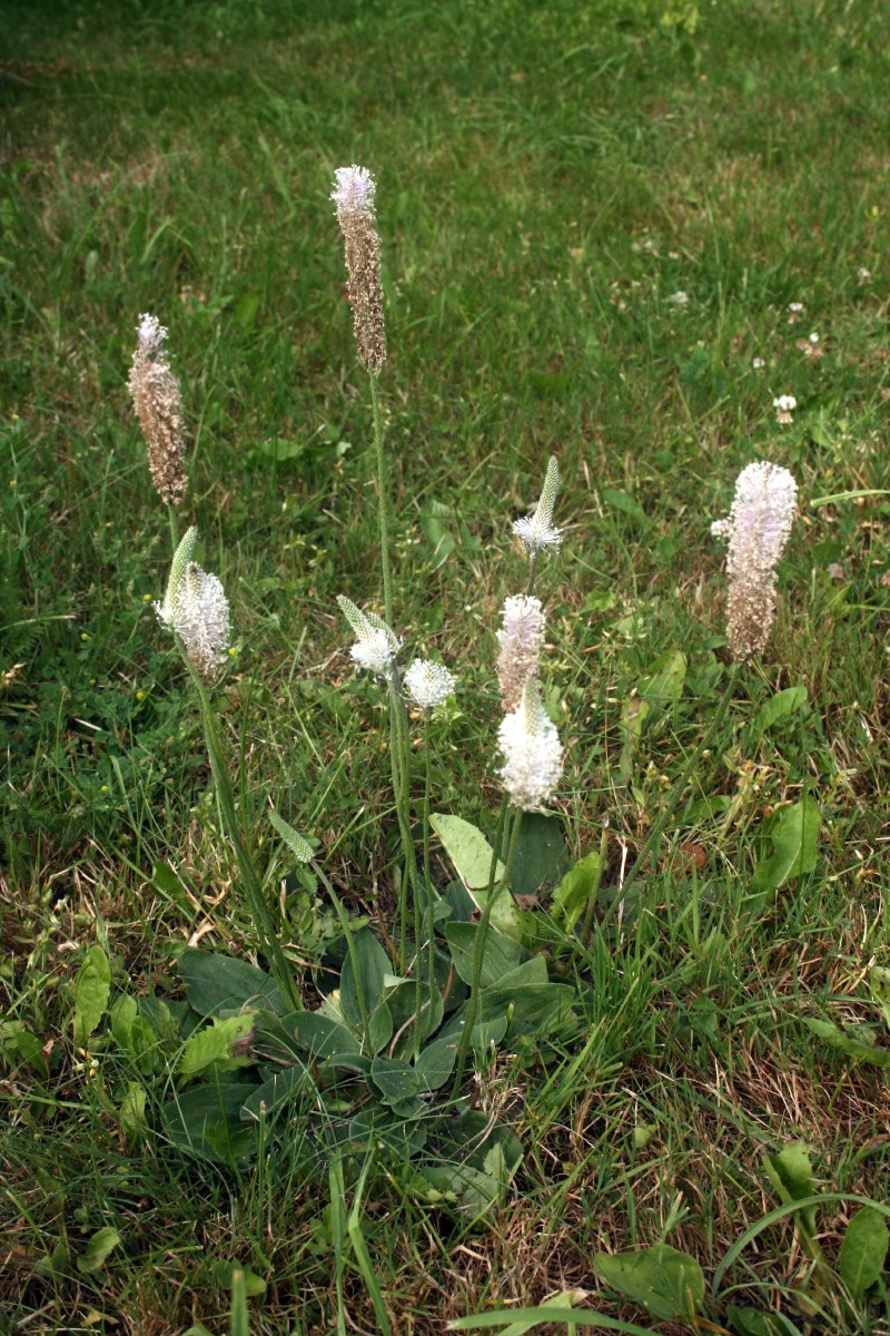 Gyslotis, plaukuotasis