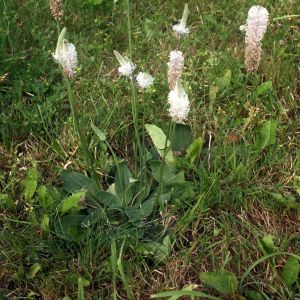 Gyslotis, plaukuotasis