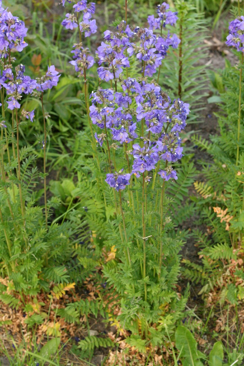 Palemonas, mėlynasis