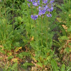 Palemonas, mėlynasis