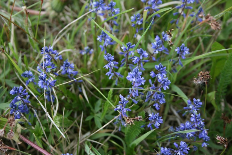 Putokšlė, karčioji