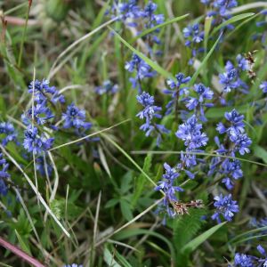 Putokšlė, karčioji