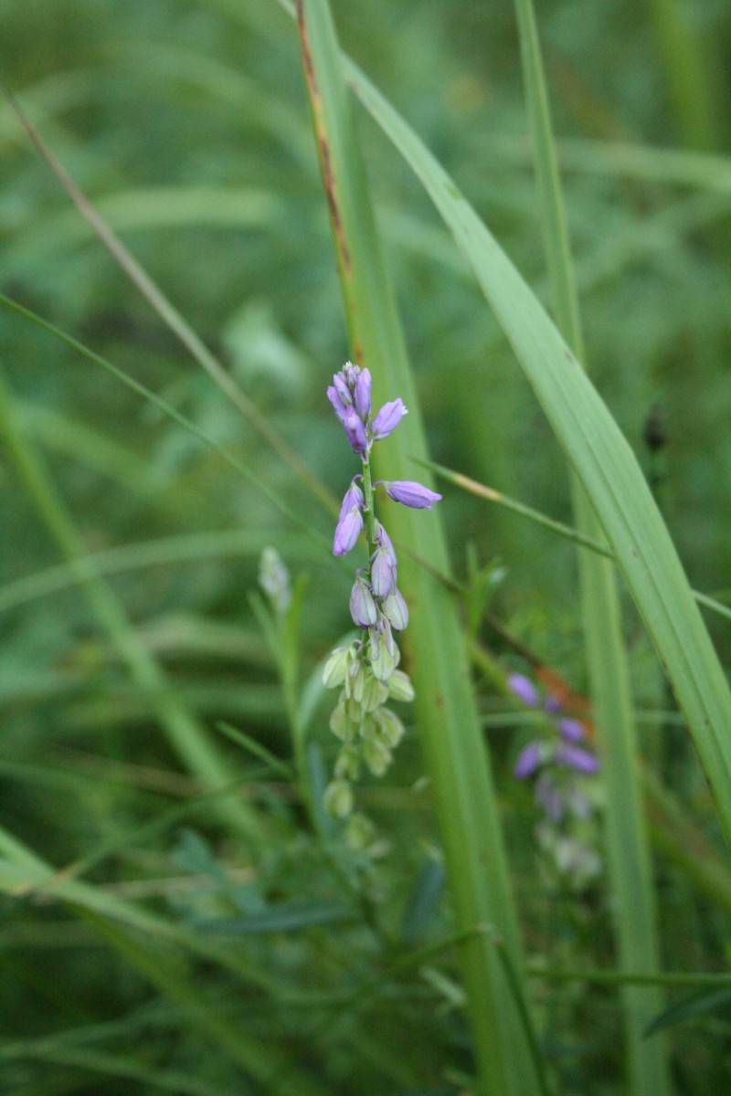 Putokšlė, skiauterėtoji