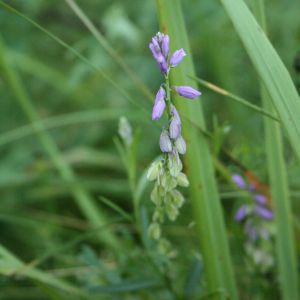 Putokšlė, skiauterėtoji