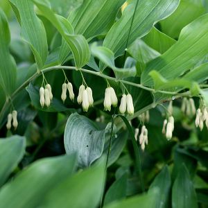 Baltašaknė, daugiažiedė