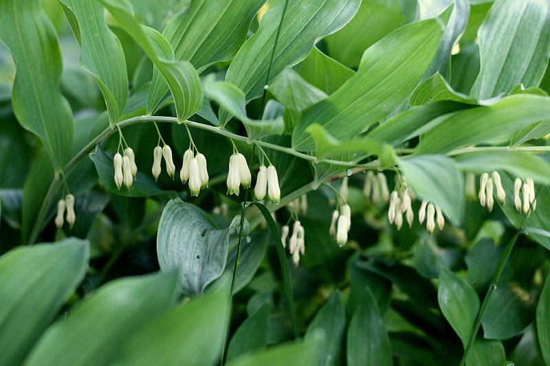 Baltašaknė, daugiažiedė