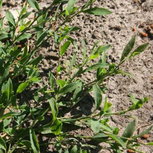 Takažolė, paprastoji