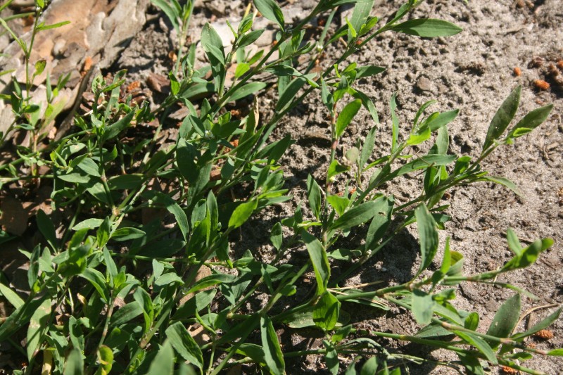 Takažolė, paprastoji