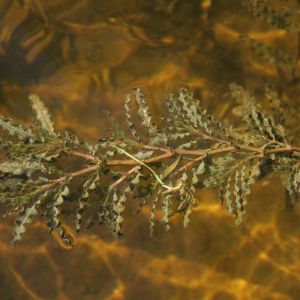 Plūdė, garbiniuotoji