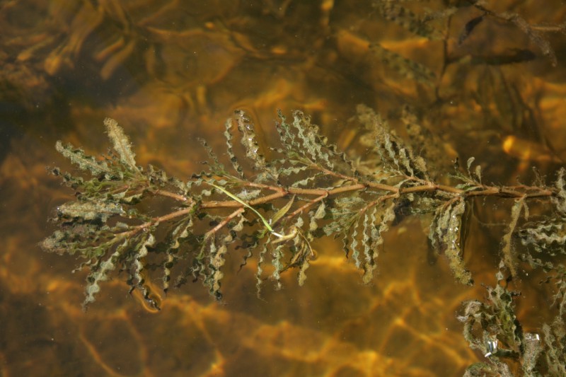 Plūdė, garbiniuotoji