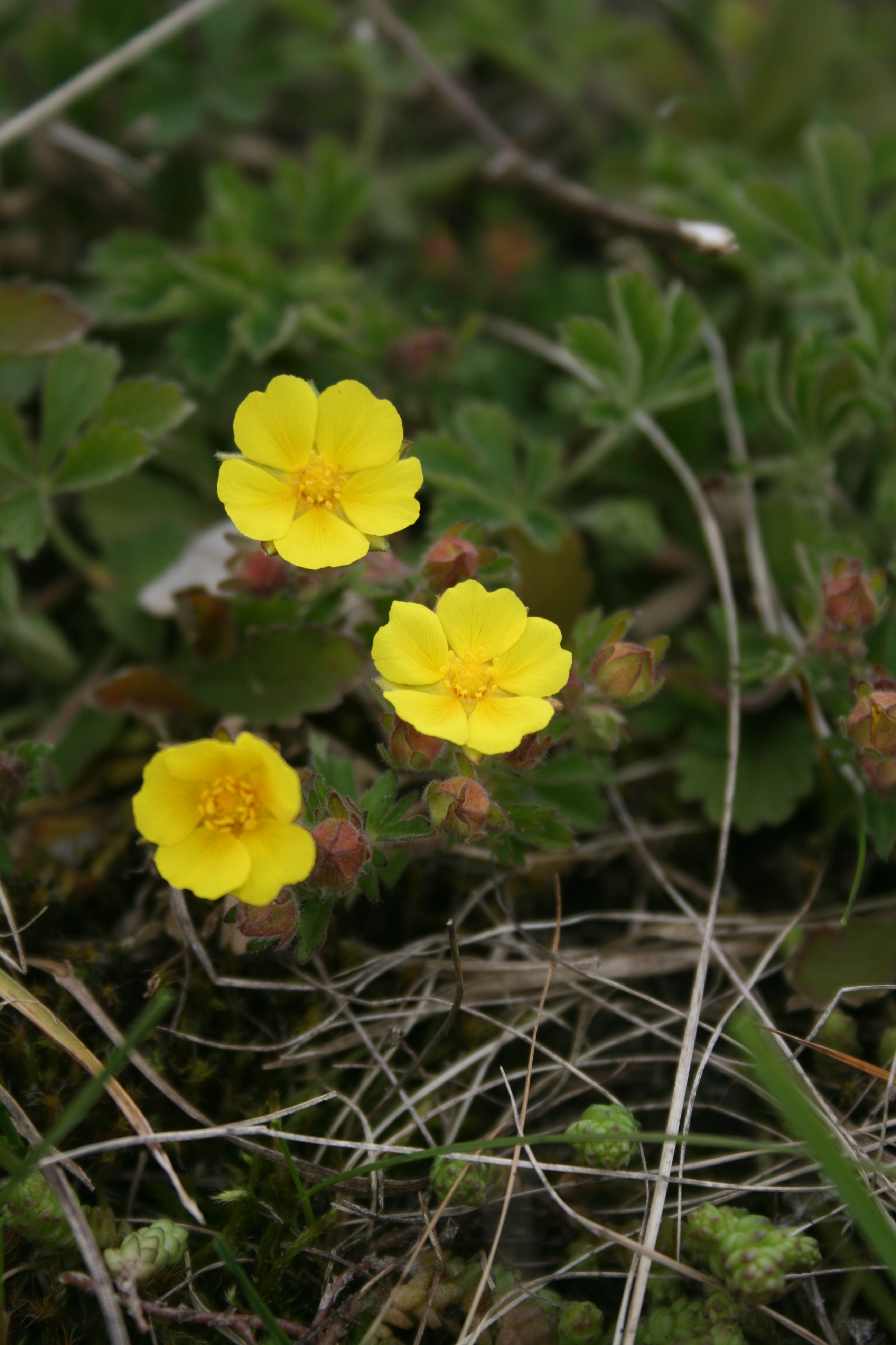 Sidabražolė, smiltyninė